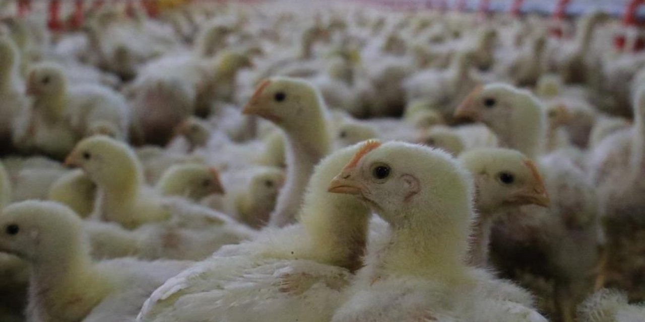 Düzce’den 895 Bin 650 Adet Kanatlı Hayvan Sevkiyatı Yapıldı