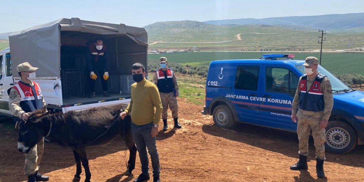 Eşeğini Sopayla Döven Şahsa Bin 33 Lira Para Cezası