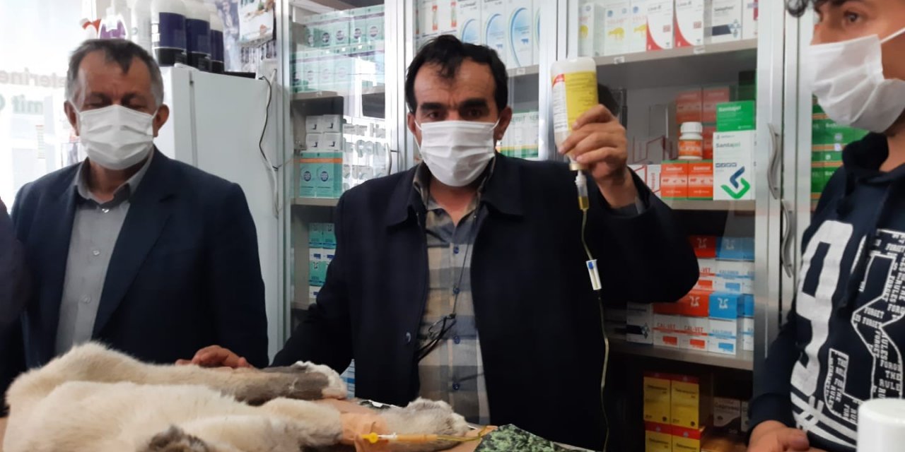 Kulağı Ve Kuyruğunu Kestikleri Yavru Köpeği Ölüme Terk Ettiler