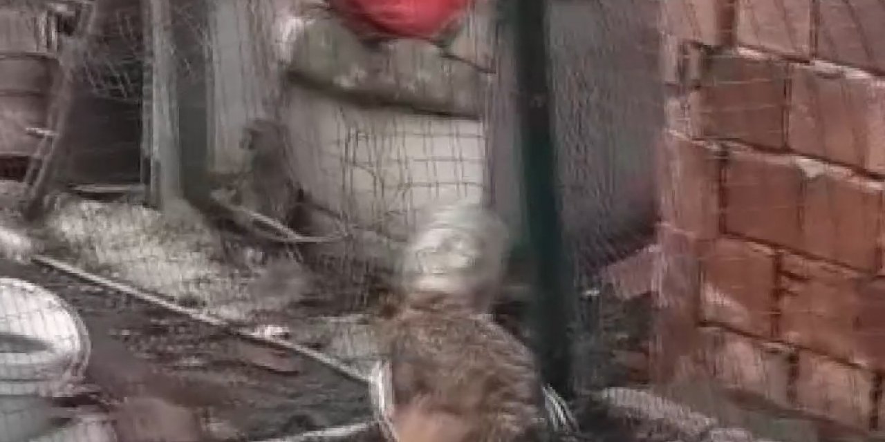 Yiyecek Aramaya Gelen Tilkinin Başına Gelmeyen Kalmadı