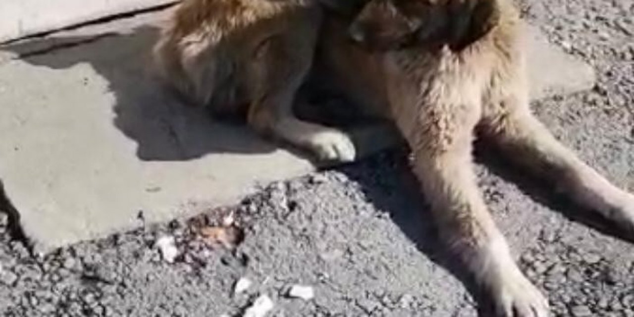 Ağrı’da Kedi Ve Köpeğin Gülümseten Dostluğu