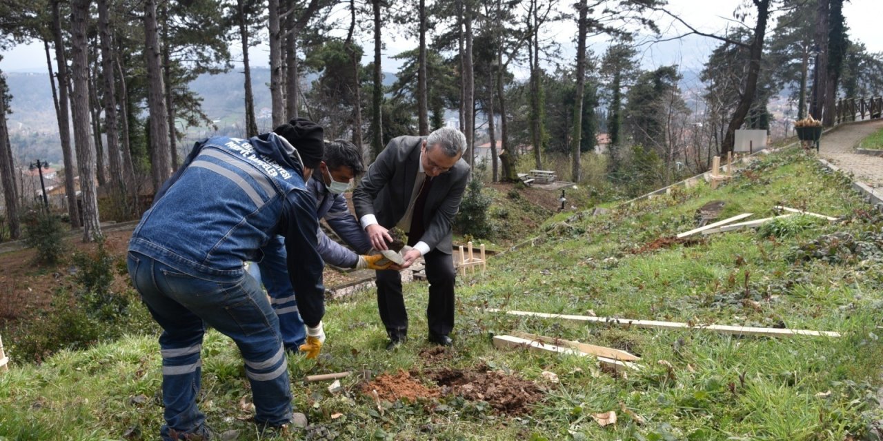 Belediye, Kestaneci’ye Kestane Fidanı Dikti