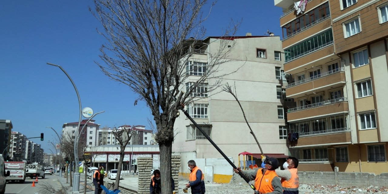 Van Büyükşehir Belediyesinden Ağaç Budama Çalışması
