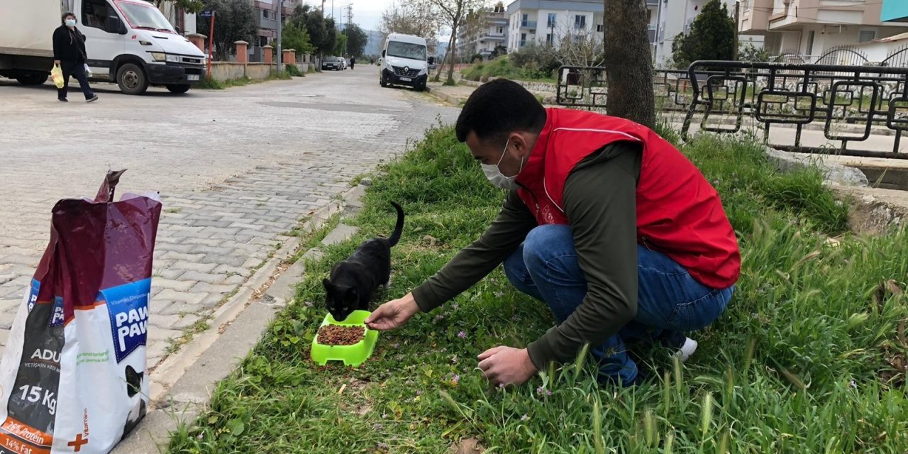 Sokak Hayvanları İçin Kuru Mama Dağıtıldı