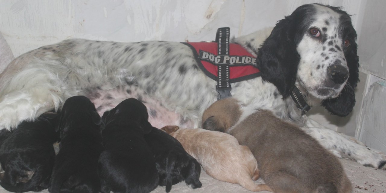 Av Köpeği, Pitbull Cinsi Köpeğe Anne Oldu