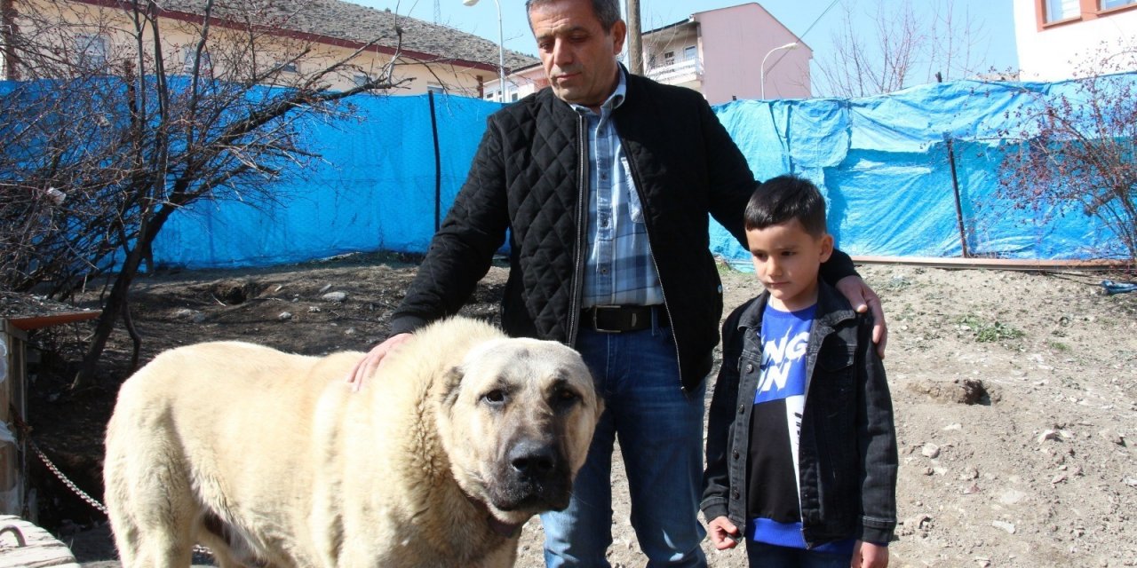 Komedi gibi..! Köpek Dile Geldi; “Benim Adım Ejder”