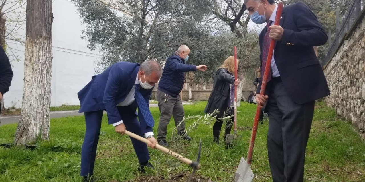 Okul Bahçesinde Yunus Emre Hatıra Zeytin Fidanlığı