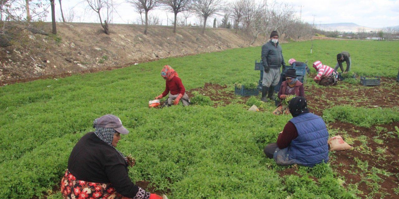 Güneydoğu’nun Sebzesi Suriye Sınırından
