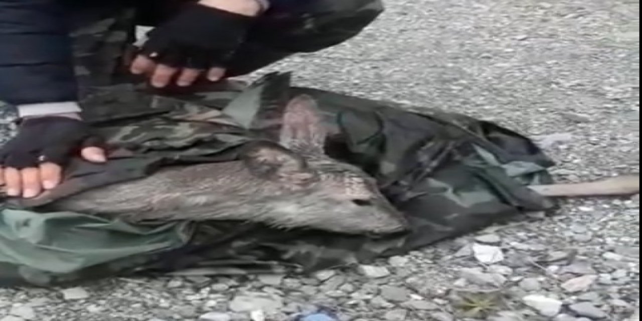 Balıkçıların Yanına Uçurumdan Karaca Düştü