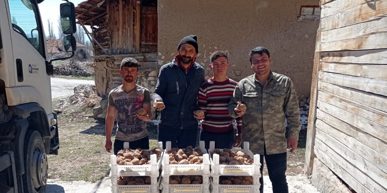Biyolojik Mücadele İçin Korkuteli’de Patates Yetiştirilecek