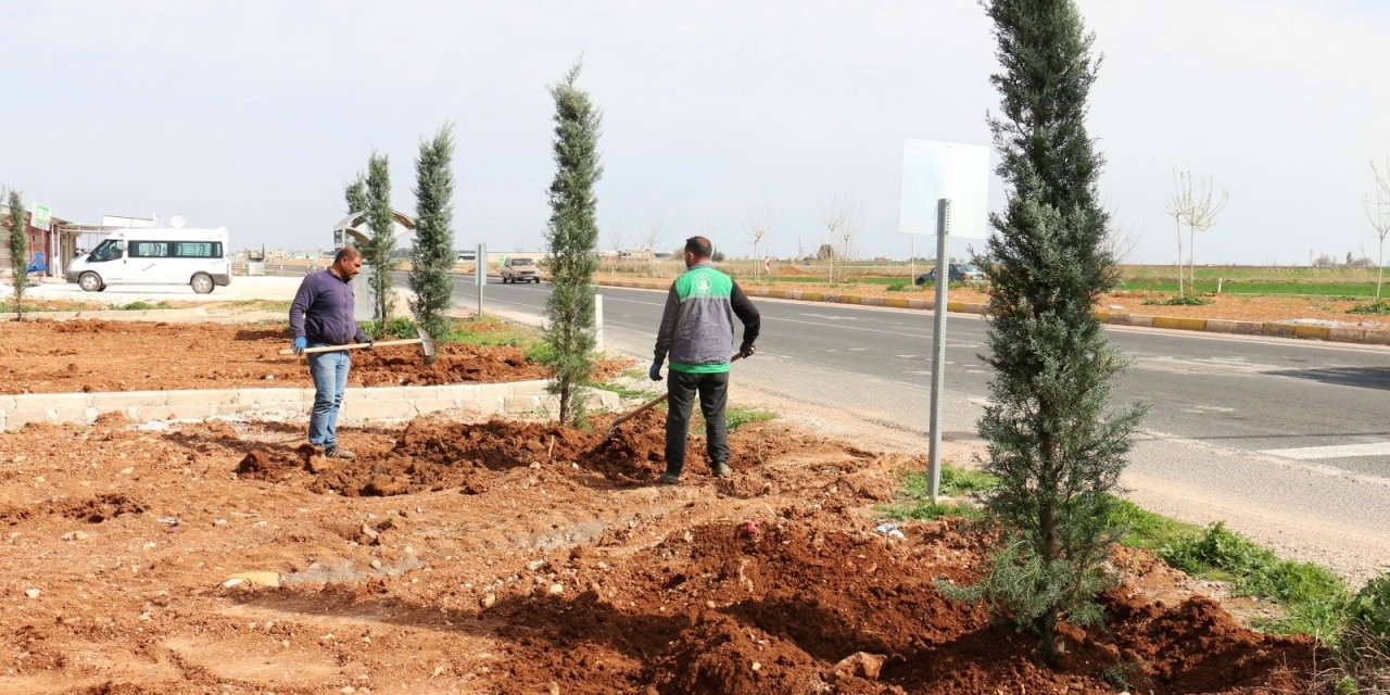 Akçakale İle Harran Yolunda Ağaçlandırma Çalışması