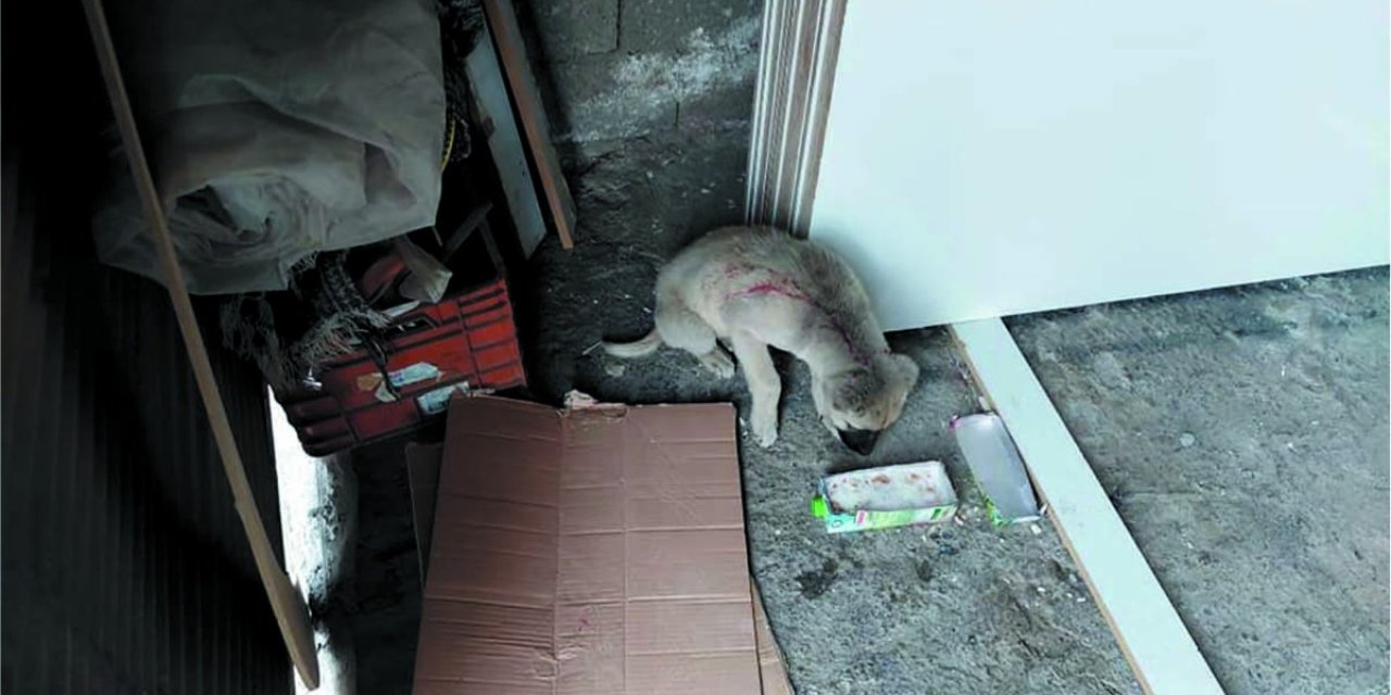 Yaralı Köpeğin İmdadına Belediye Yetişti