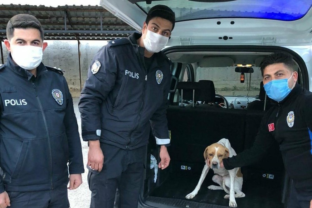 Köpeğe işkence görüntüleriyle ilgili 1 gözaltı
