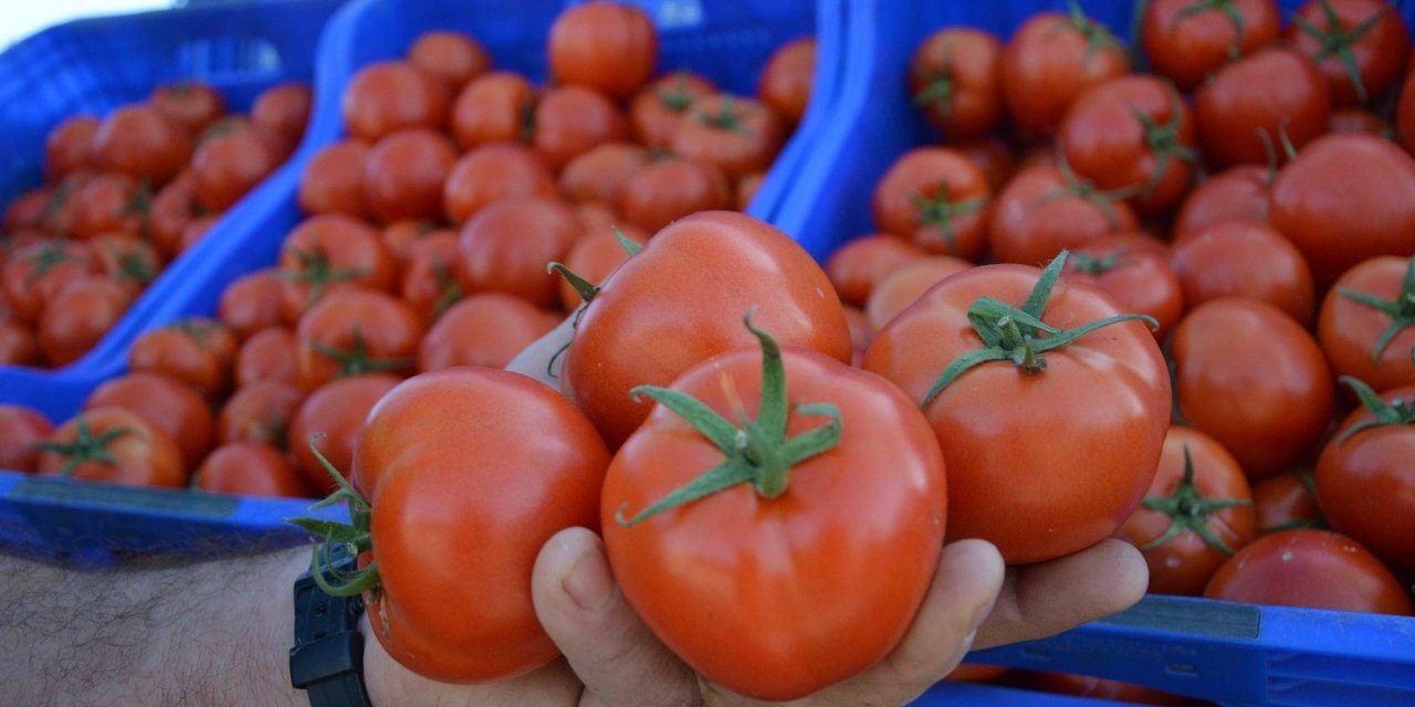 Muğla’da Domates Üreticisi Kotanın Kaldırılmasını İstiyor