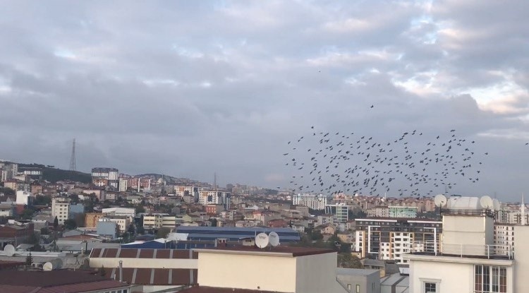 Sığırcıkların gökyüzünde görsel şöleni görenleri hayran bıraktı