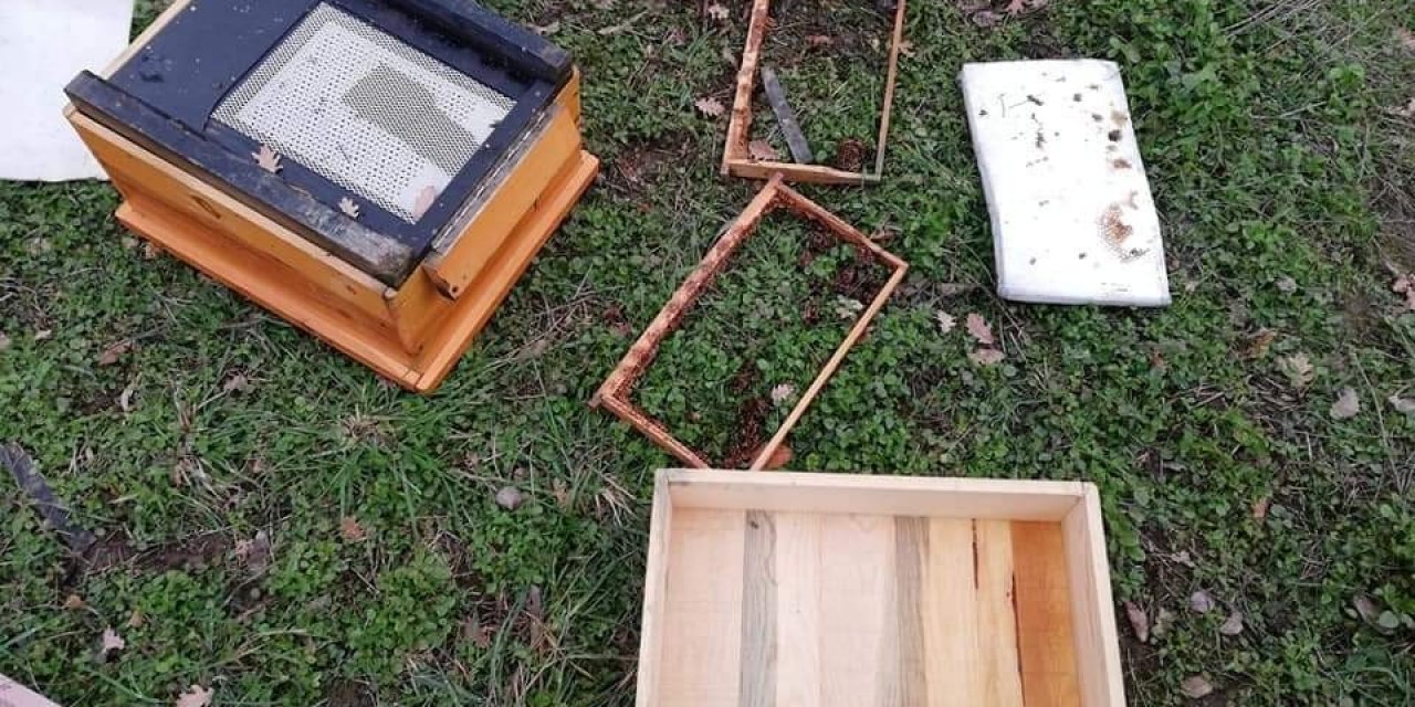 Köye İnen Ayılar Kovanlara Saldırdı