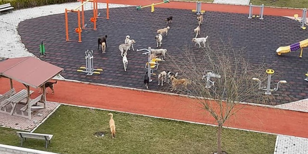 Çocuklar İçin Yapıldı, Köpekler Kullanıyor