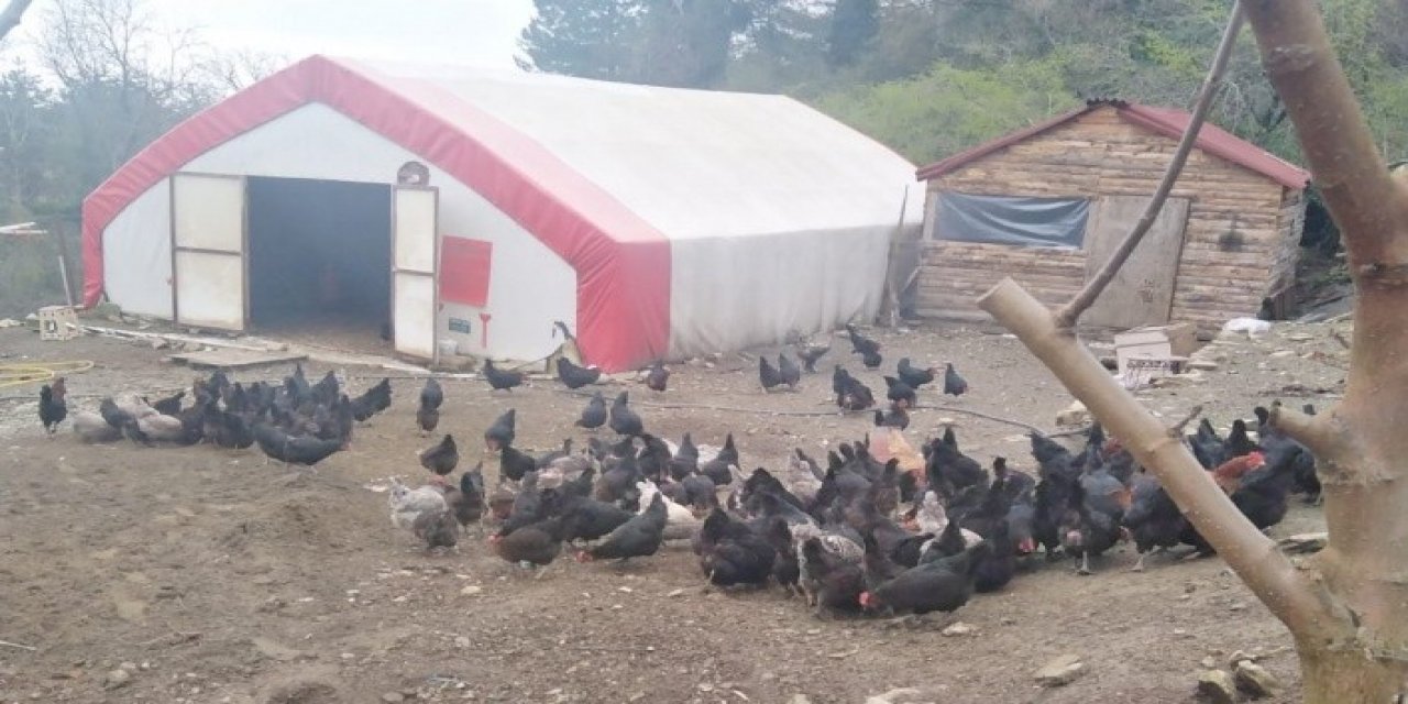 Tavukları Çalınan Kadın Çiftçi, Hırsıza “allah İki Yakasını Bir Araya Getirttirmesin” Bedduası