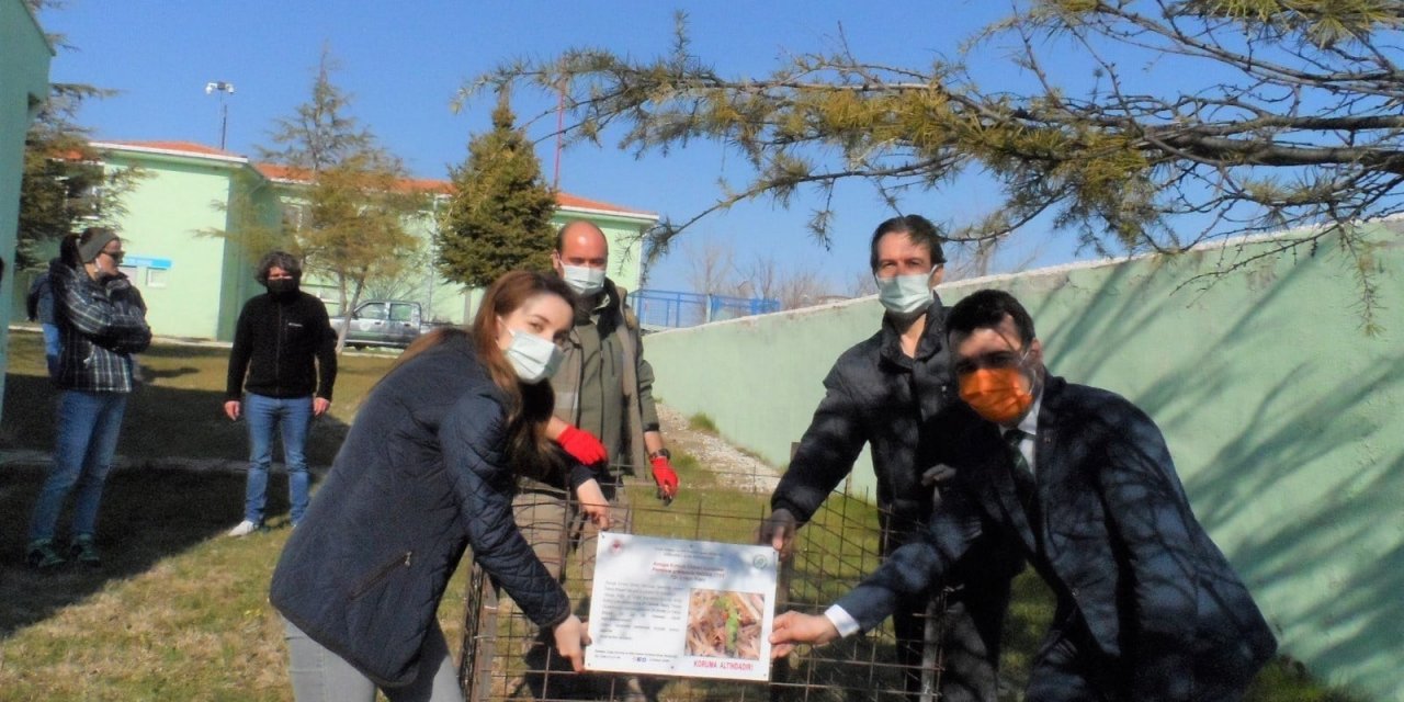 Kırklareli’nde “kırmızı Orman Karıncaları” Koruma Altına Alındı