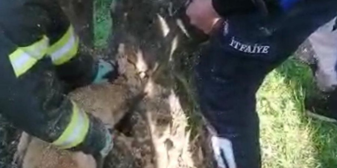 Kafası Ağaç Kavuğuna Sıkışan Köpeği İtfaiye Kurtardı