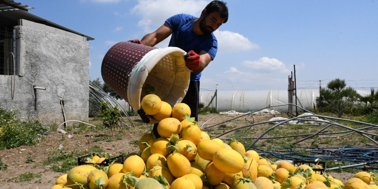 Çukurova’nın İlk Kavun Hasadı Mersin’de Yapıldı