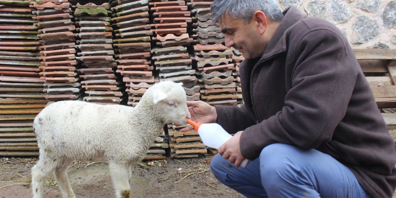 İ̇mamla Kuzunun Sevimli Dostluğu
