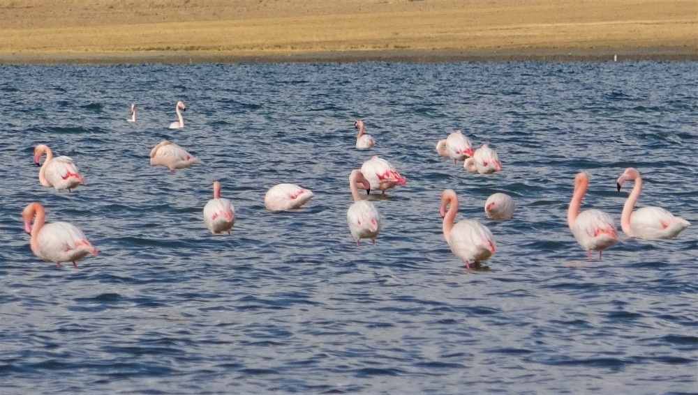 Erçek Gölü’nde flamingoların göç hazırlığı