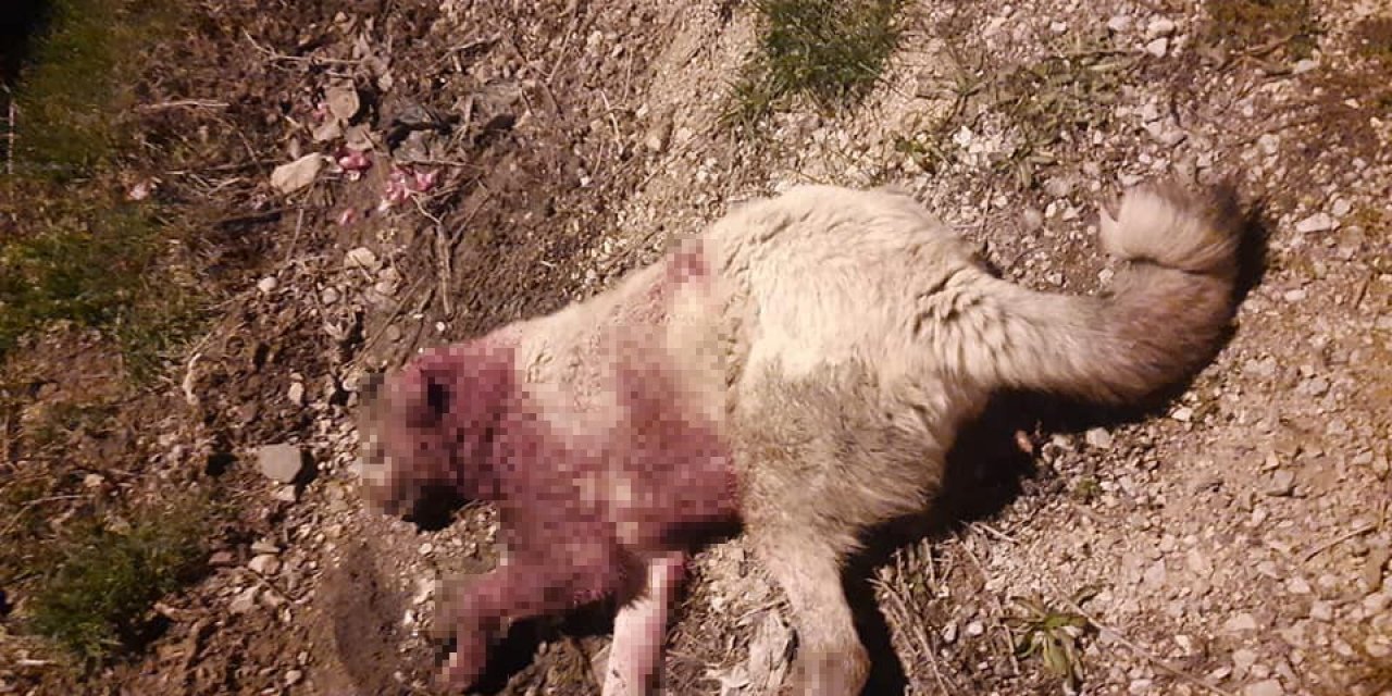 Çoban Köpeklerinin Öldürülmesi Tepkiye Yol Açtı
