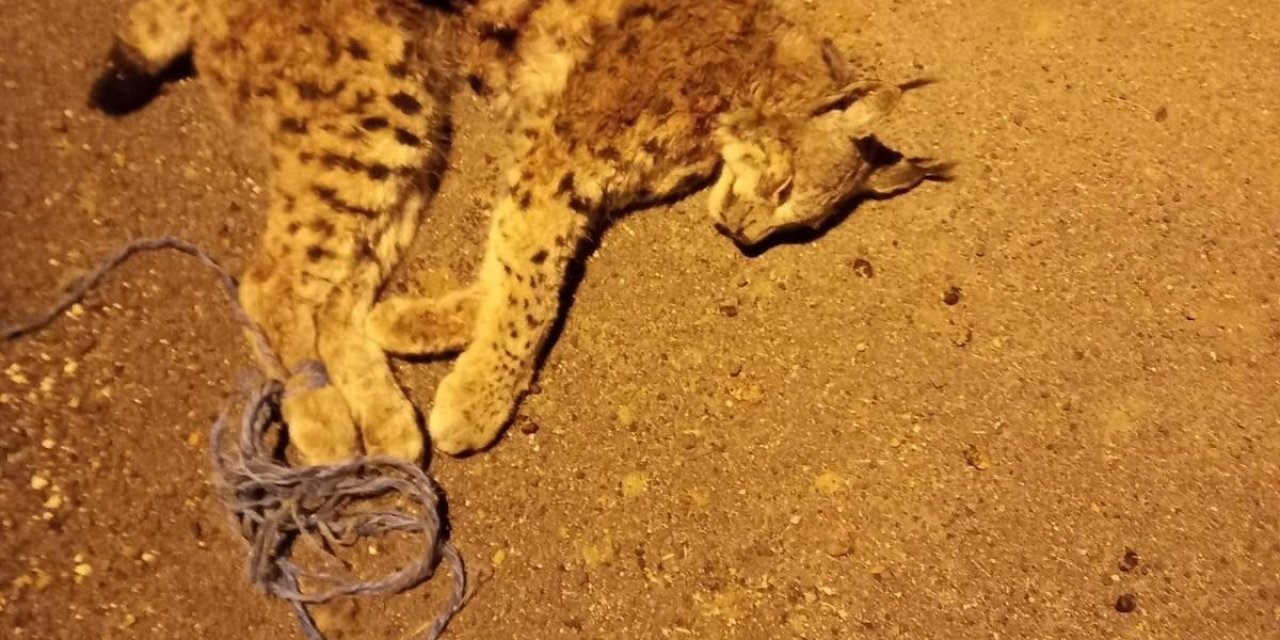 Ölü Bulunan Vaşak İle İlgili Soruşturma Başlatıldı