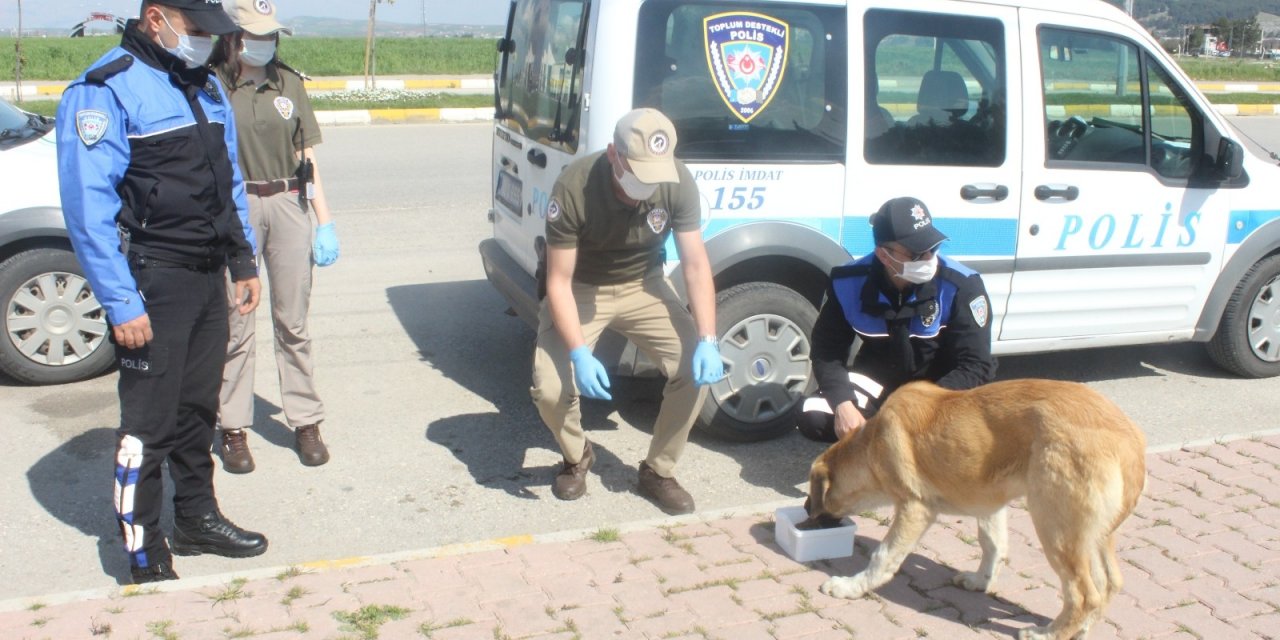 Polis Ekipleri Sokak Hayvanlarının Karnını Doyurdu