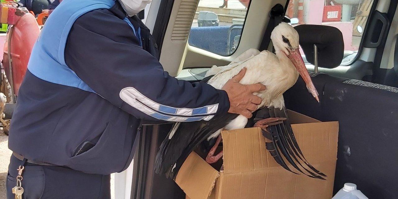 Bursa’da Duyarlı Çiftçi Kanadı Kırık Leyleği Yetkililere Teslim Etti