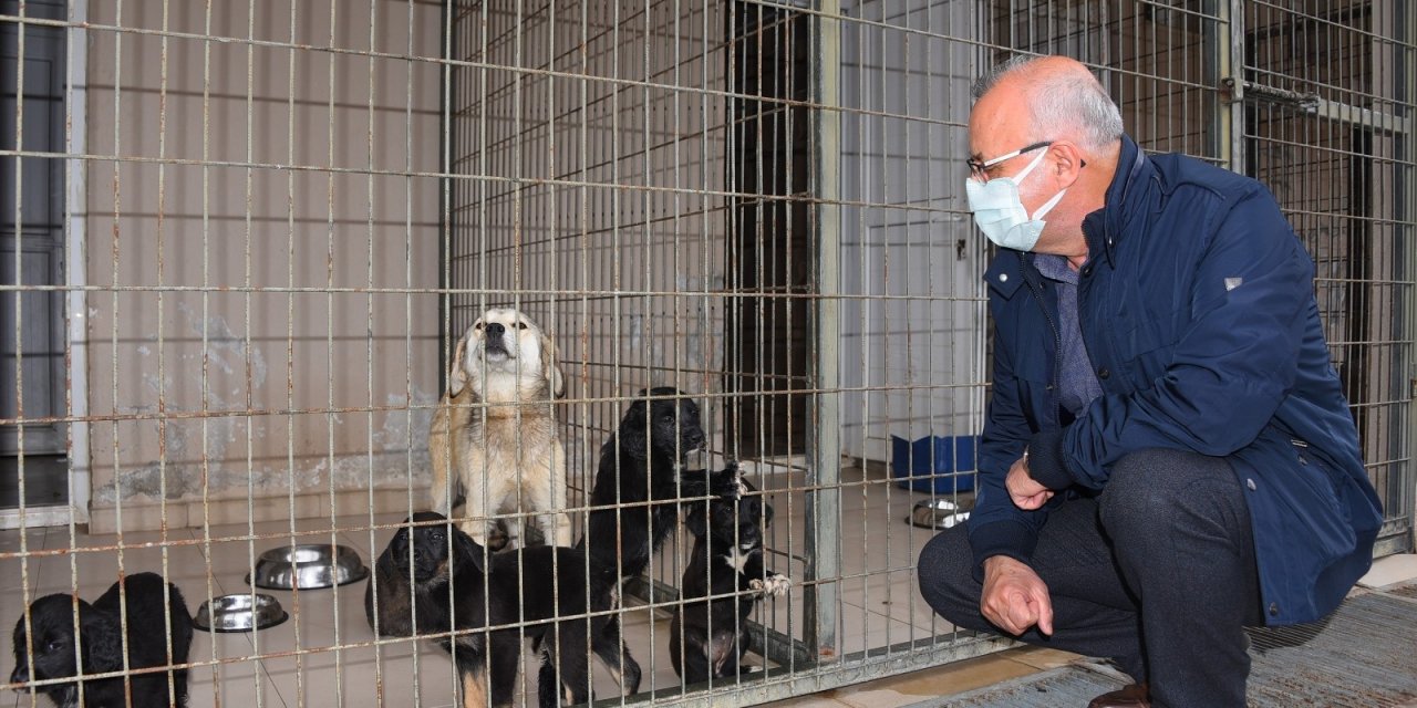 Başkan Kayda, Barınaktaki Hayvanlarla İlgilendi