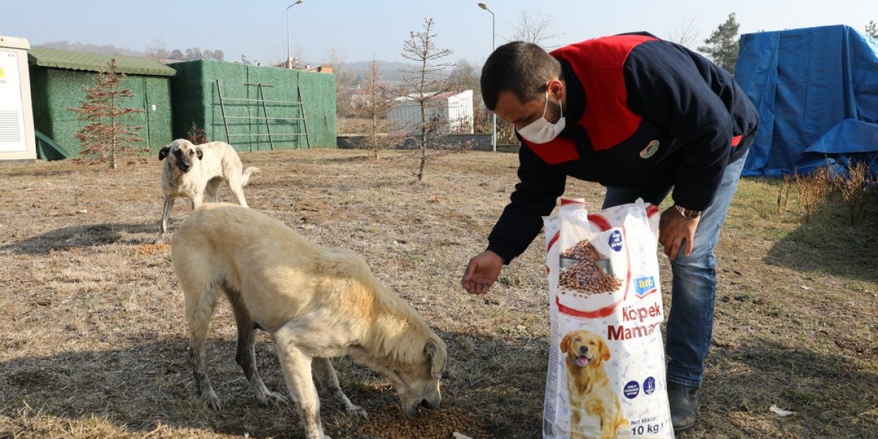 İ̇lkadım’da Kısıtlamada Sokak Hayvanları Unutulmadı