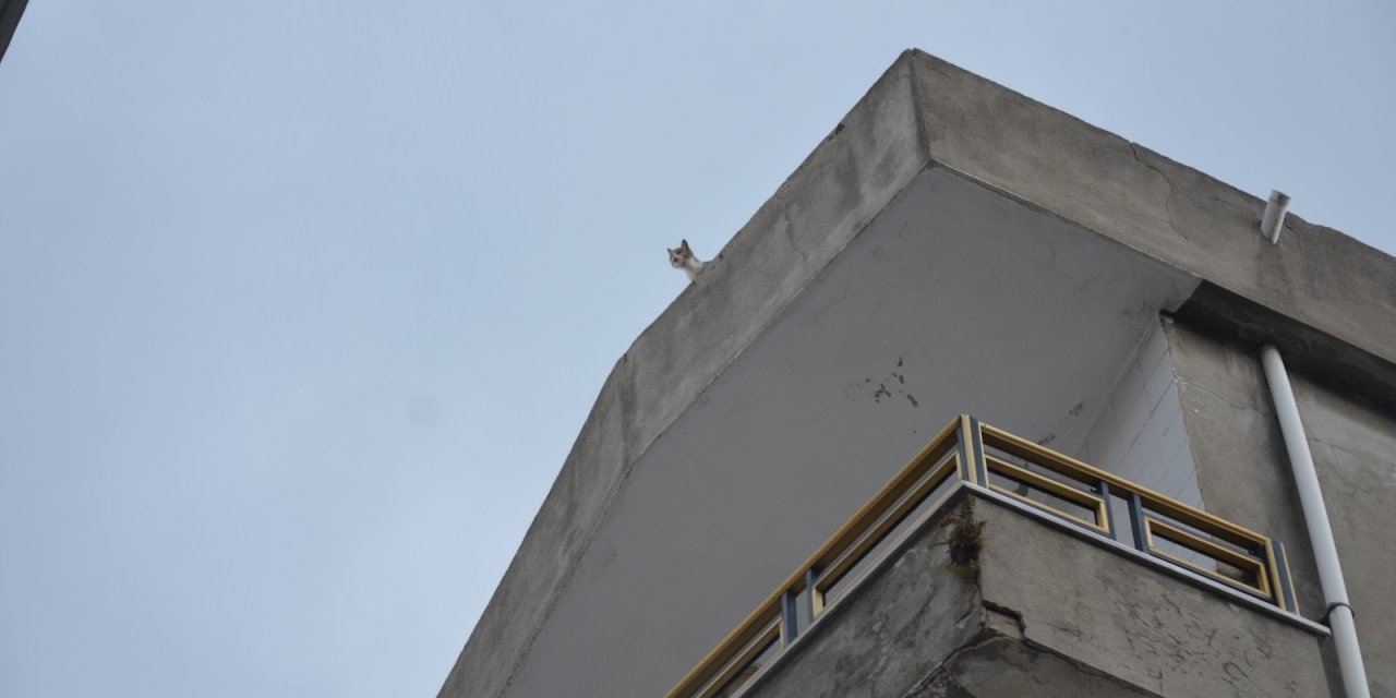 İ̇tfaiyeden 1 Saatte 2 Kedi Operasyonu