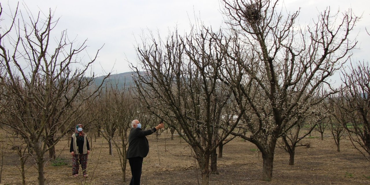 Ağaçları Budadılar, Kuş Yuvası Olan Dallara El Sürmediler