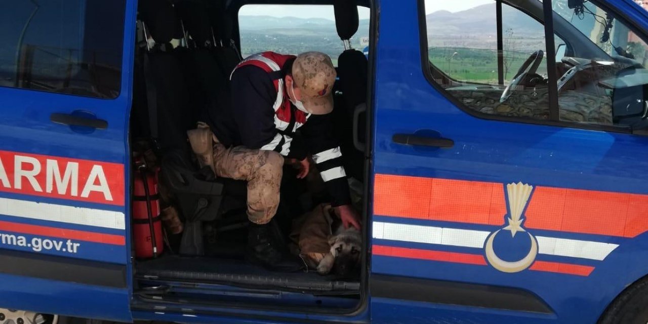 Yaralı Köpeği Fark Eden Jandarma, Ekip Aracıyla Hastaneye Götürdü