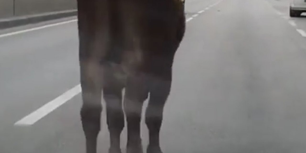 İ̇pini Koparan Boğa Bursa Trafiğinde Koşturdu