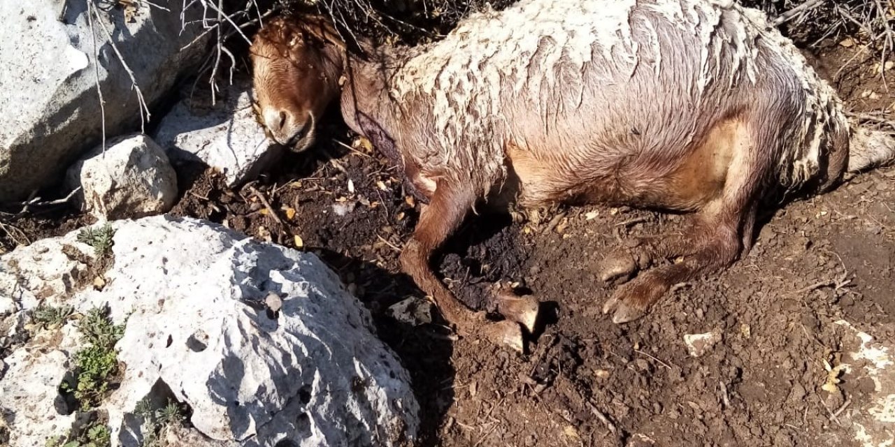Başıboş Köpekler Üç Koyunu Telef Etti
