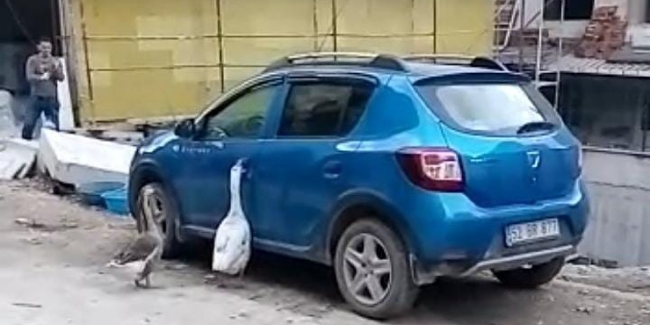 Otomobilin Kapısını Açmaya Çalışan Kazlar Tebessüm Ettirdi