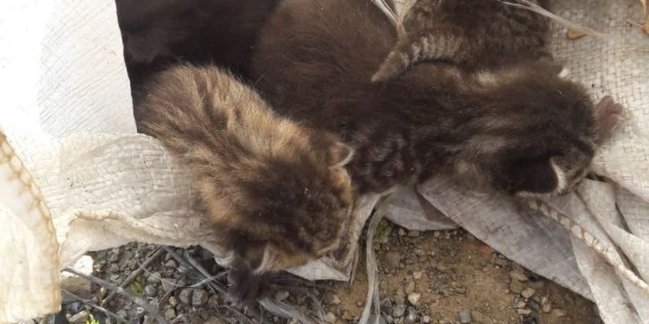 Bursa’da Çuvala Konulan Yavru Kediler Ölmekten Son Anda Kurtarıldı