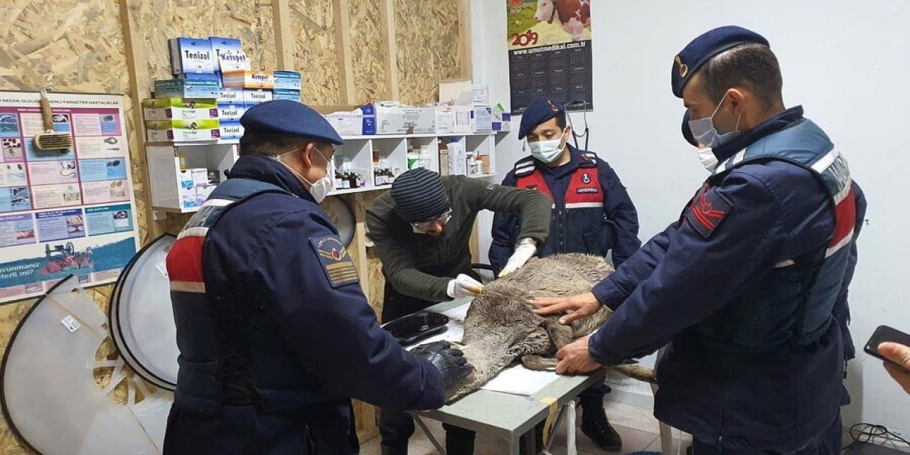Çaya Düşen Karacayı Jandarma Ekipleri Kurtardı