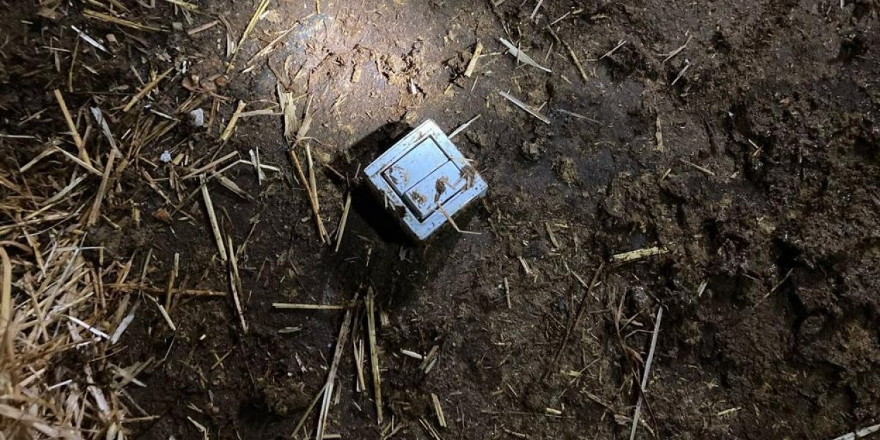 Elektrik Kablosunu Kemiren 7 Büyükbaş Hayvan Telef Oldu