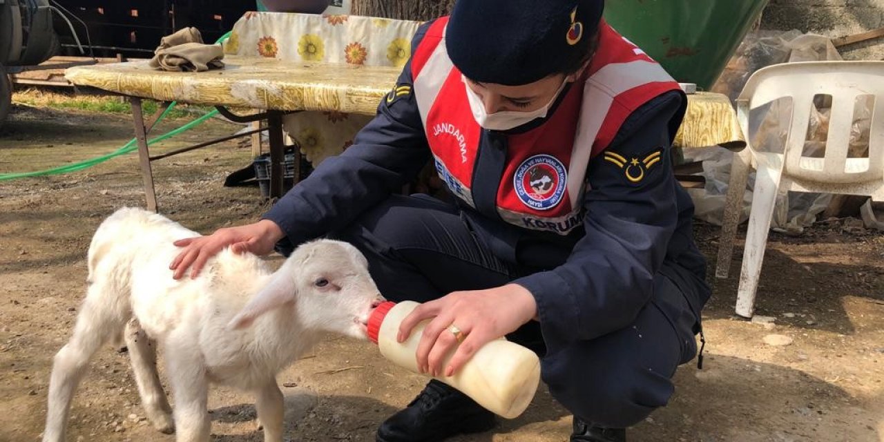 Annelerini Kaybeden Kuzulara Jandarma Şefkati