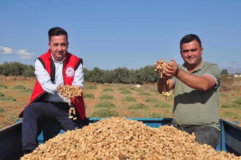 Antalya’da ’fıstık’ gibi işe rağbet artıyor
