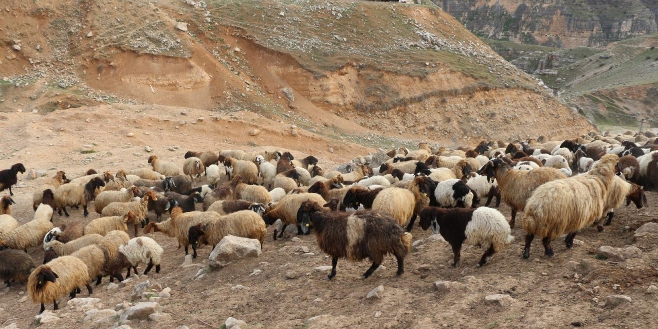 Siirt’te Büyük Ve Küçükbaş Hayvanlar İçin Küpeleme Başladı