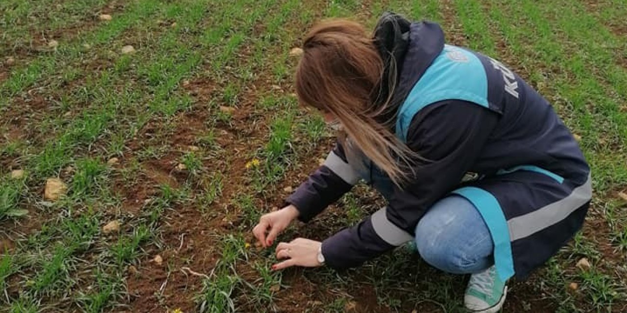 Aslanapa’da ’’tekfen 2064 Elit 1’’ Çeşidi Buğday Kontrolleri Yapıldı