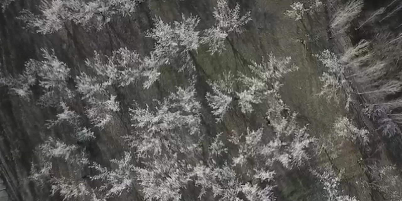 Iğdır’da Çiçek Açan Kayısı Ağaçları Göz Kamaştırıyor