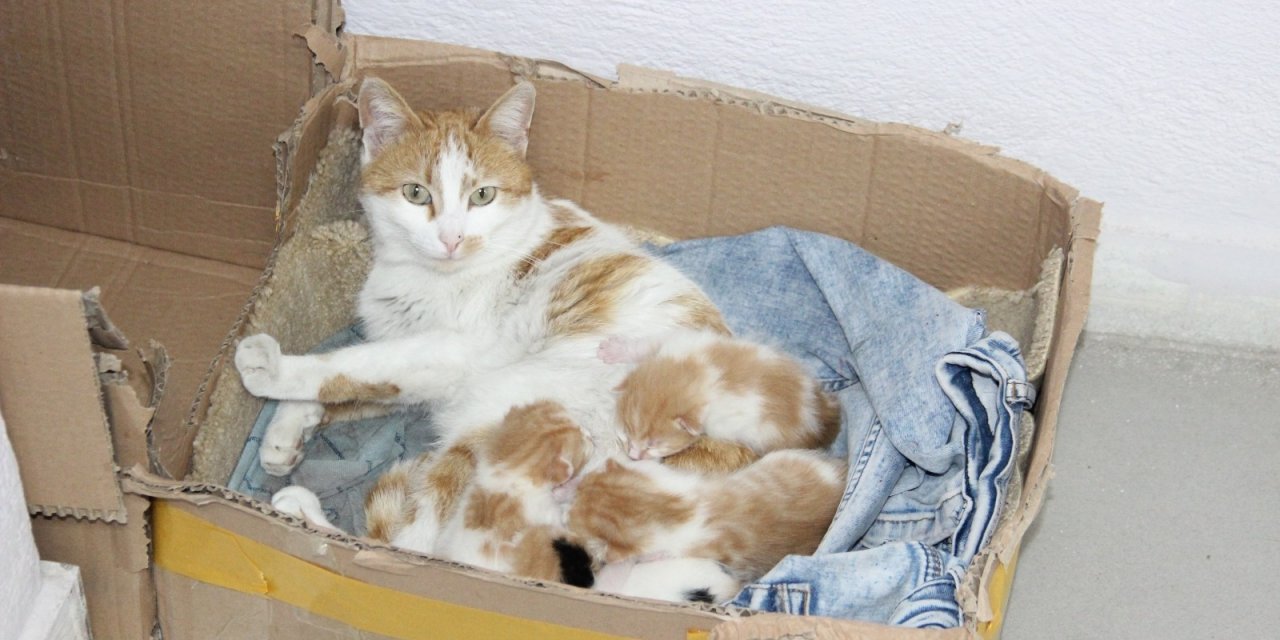Doğum Sancısı Çeken Kedi Diş Kliniğine Geldi, Doğumu Burada Yaptırıldı