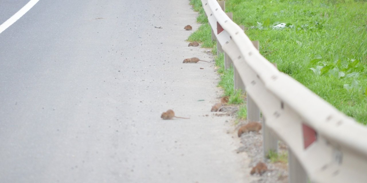 Bunlar Da Yol Basan Fareler
