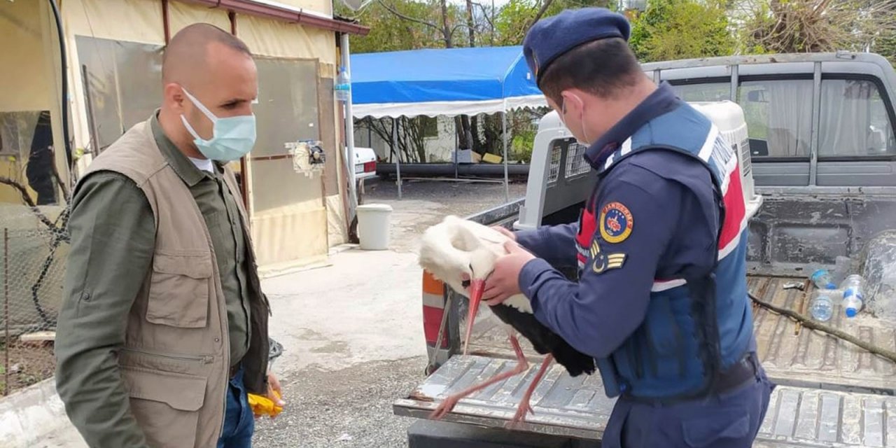 Yaralı Leyleğin Yardımına Jandarma Yetişti